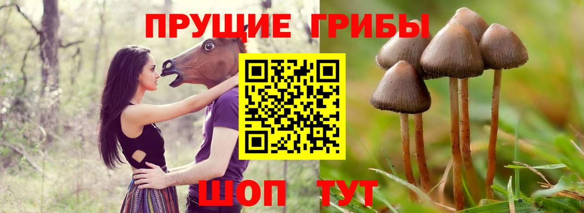 Коряжма  купить закладку  Вход с VPN  Галлюциногенные грибы Psilocybine cubensis 