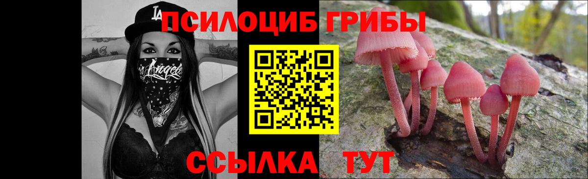 Псилоцибиновые грибы Psilocybe Коряжма
